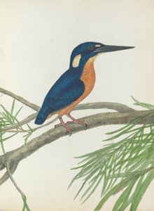 Drie-tenige IJsvogel. Lewin, John. Vogels van Nieuw-Zuid-Wales met hun Natuurlijke Geschiedenis. Sydney - G. Ho...